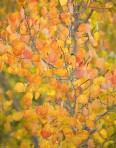 fall color, fall, aspen, trees, Colorado, forest